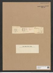 Cystopleura zebra var. saxonica (Kuetz.) Grun. (de-Toni-Nr.: Genus 103, Species 3127) Zeichnungen Sammlung Grunow Nr. 6400 (NHMW-BOT-W0375073)